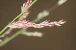 Redtop panicgrass